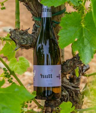 Vi blanc del Penedès ecològic sense sulfits Nutt Macabeu en una parra